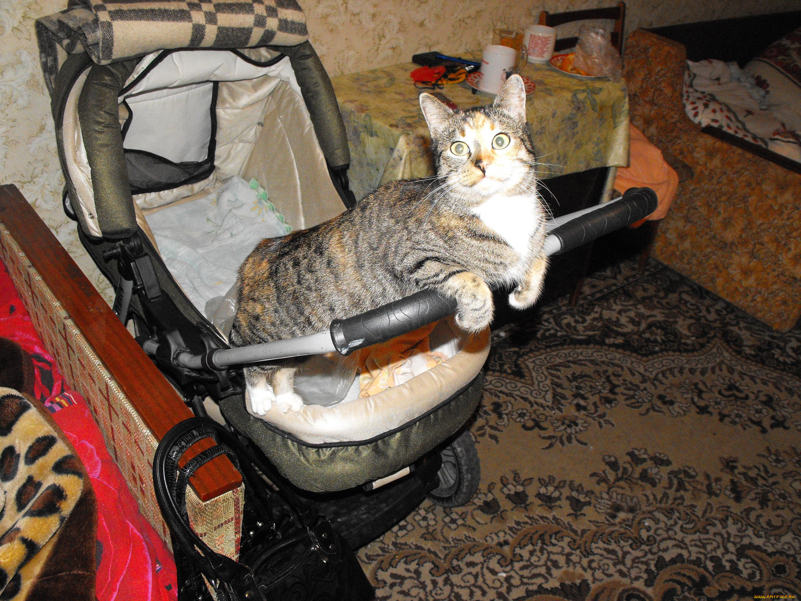 животные, коты, кошки