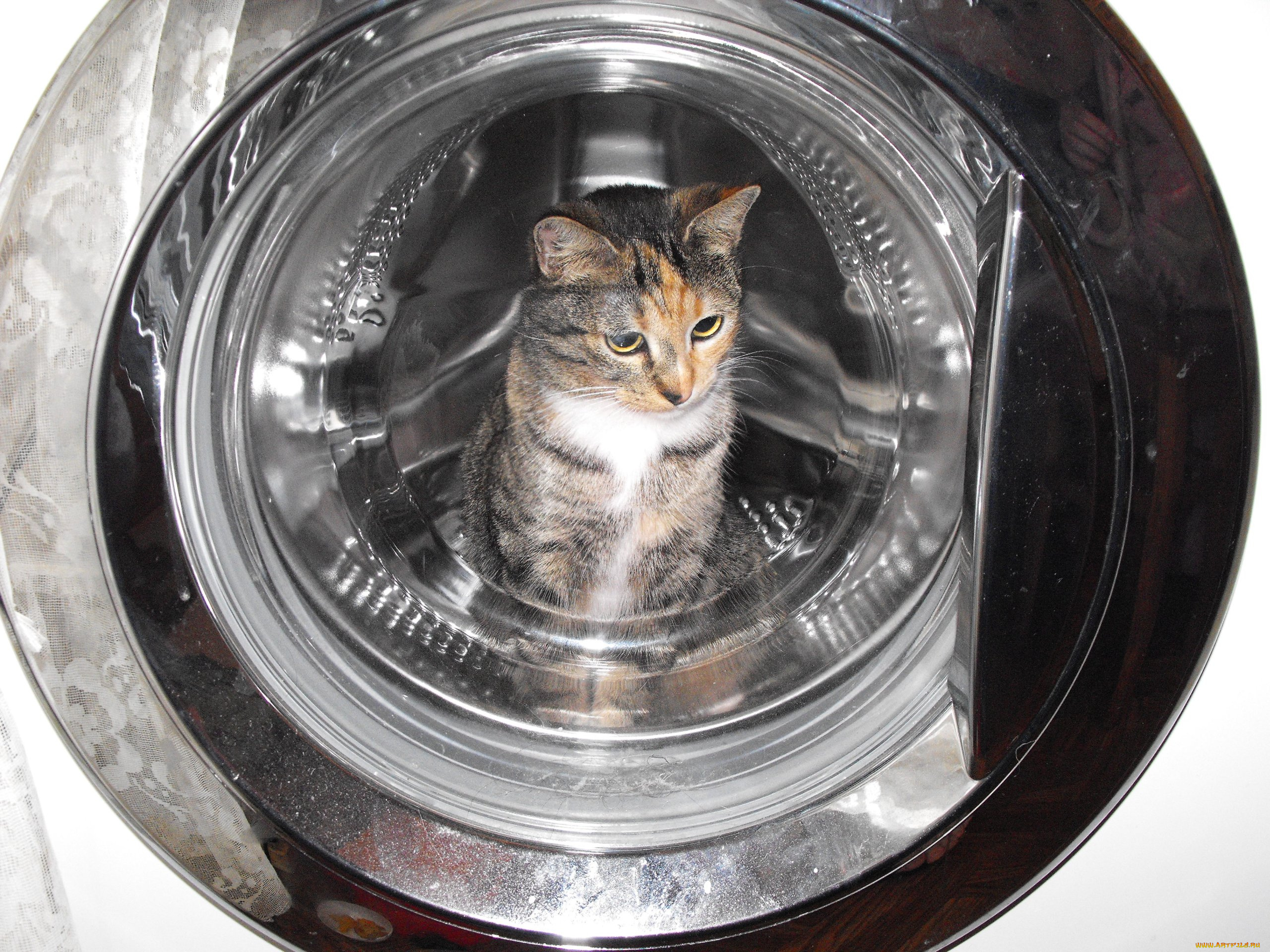 животные, коты, васька