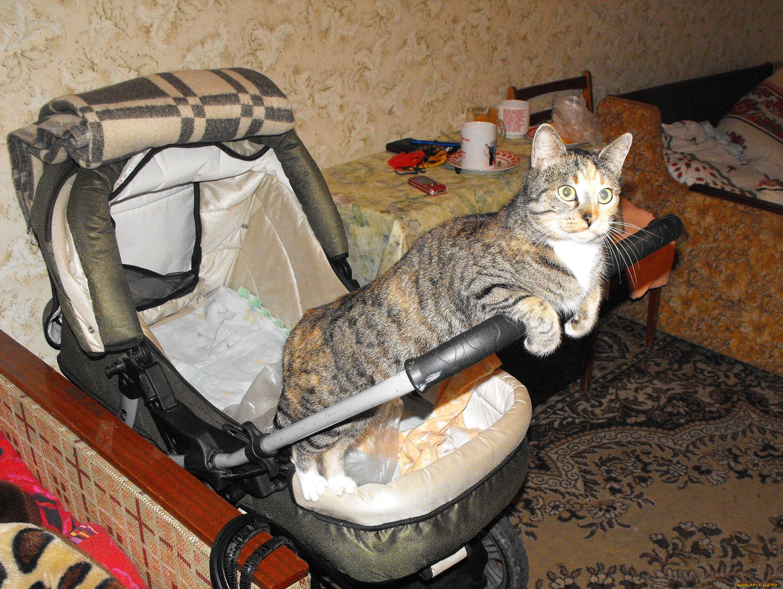 животные, коты, кошки