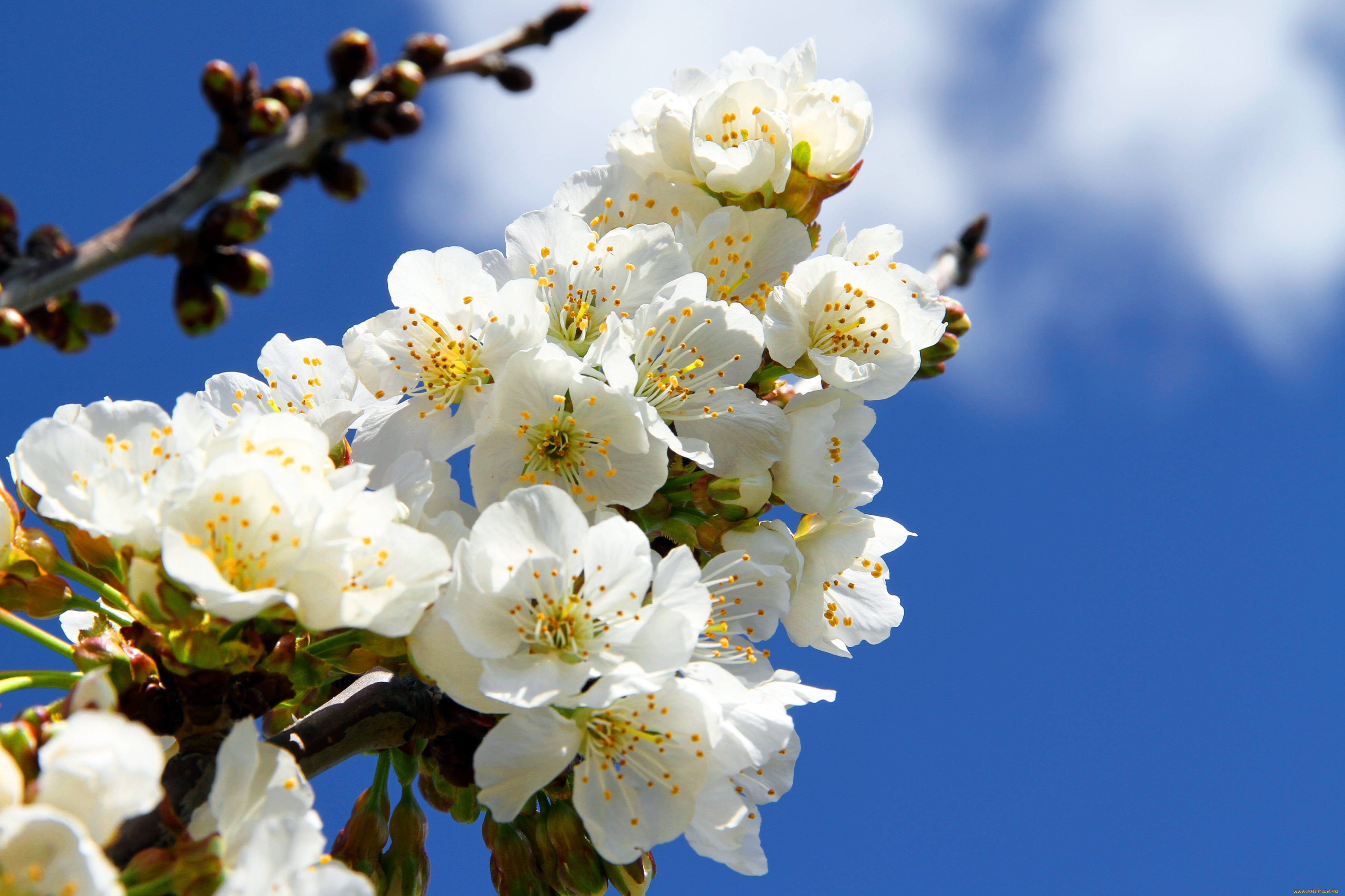 цветы, сакура, вишня, розовое, платье, девушка, небо, ветка