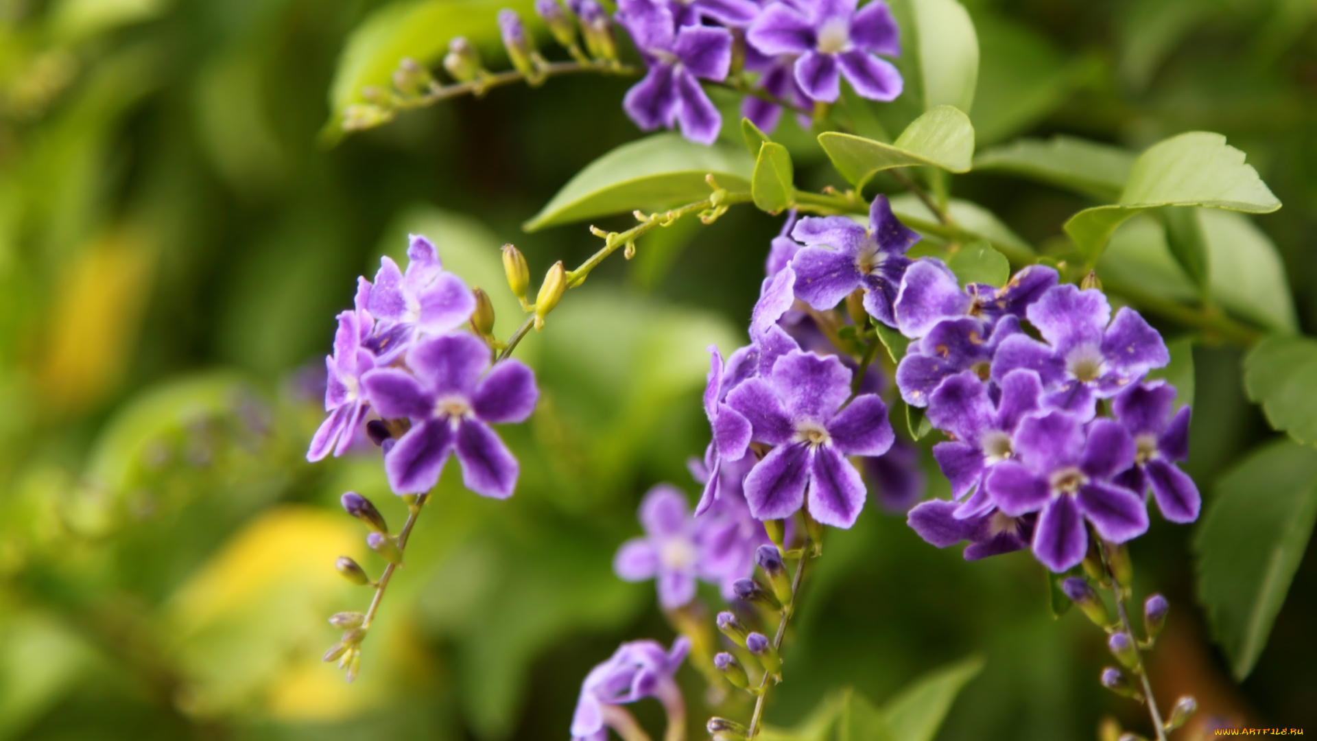 цветы, дуранта, фиолетовый