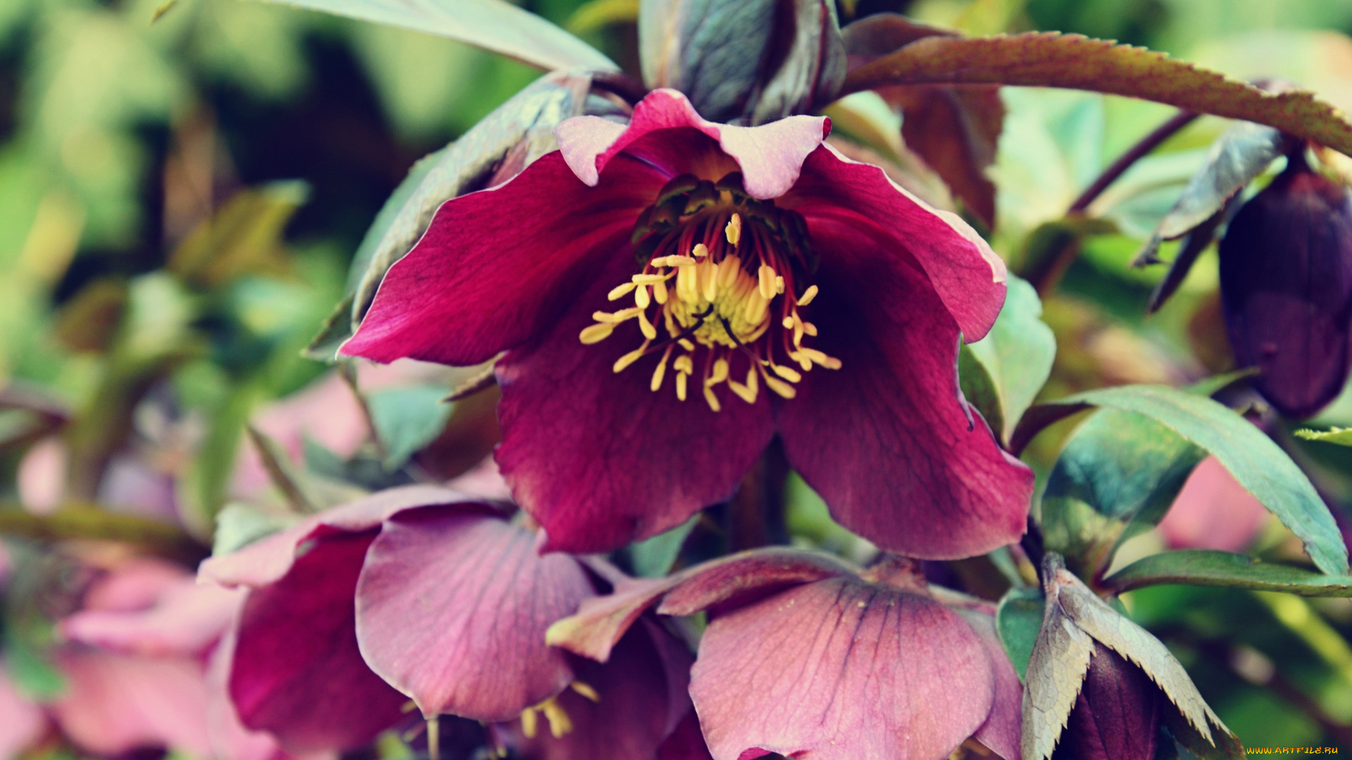 цветы, геллеборус, , морозник