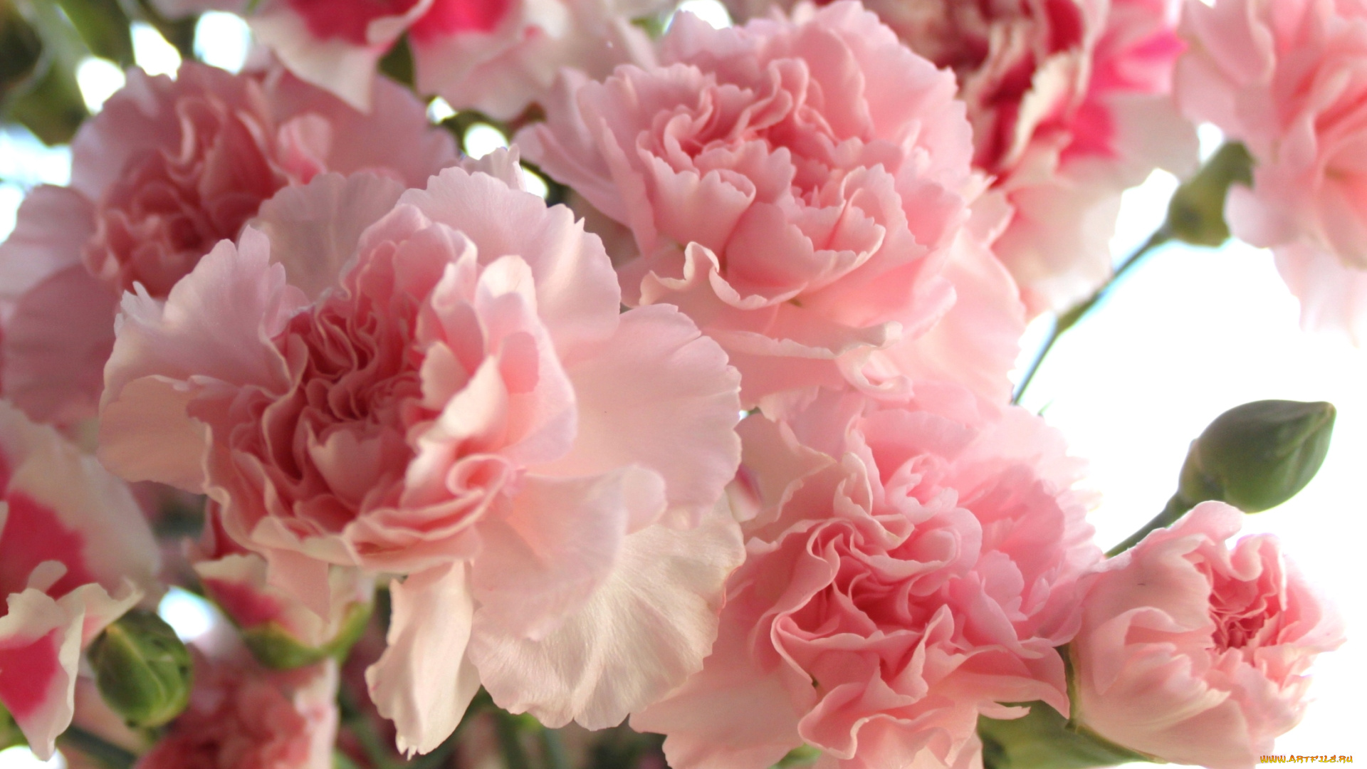 цветы, гвоздики, розовый