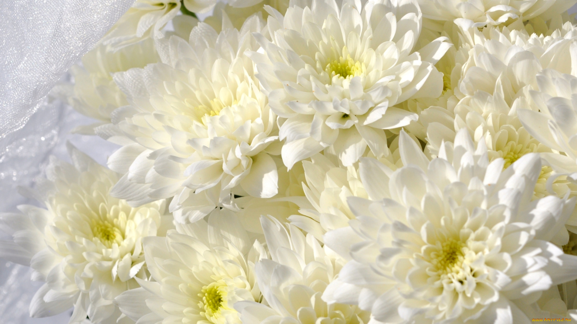 цветы, хризантемы, белый