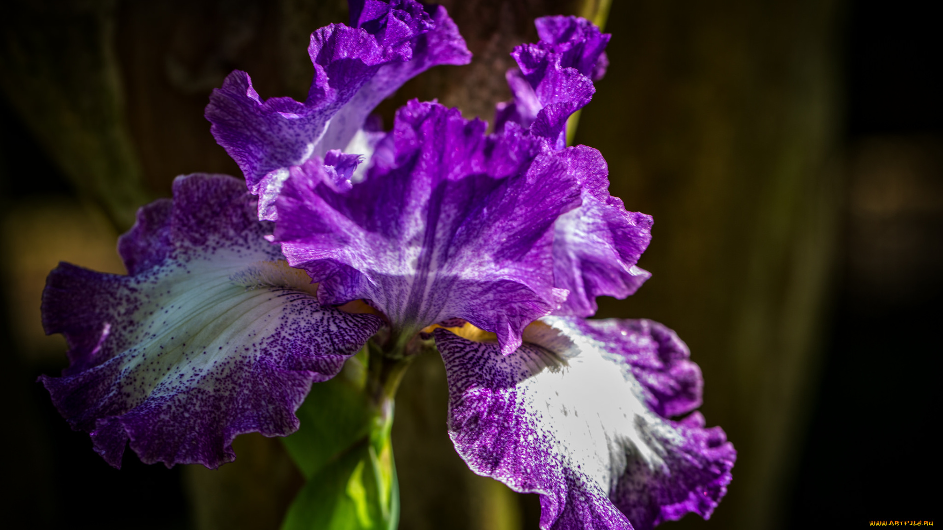 цветы, ирисы, макро