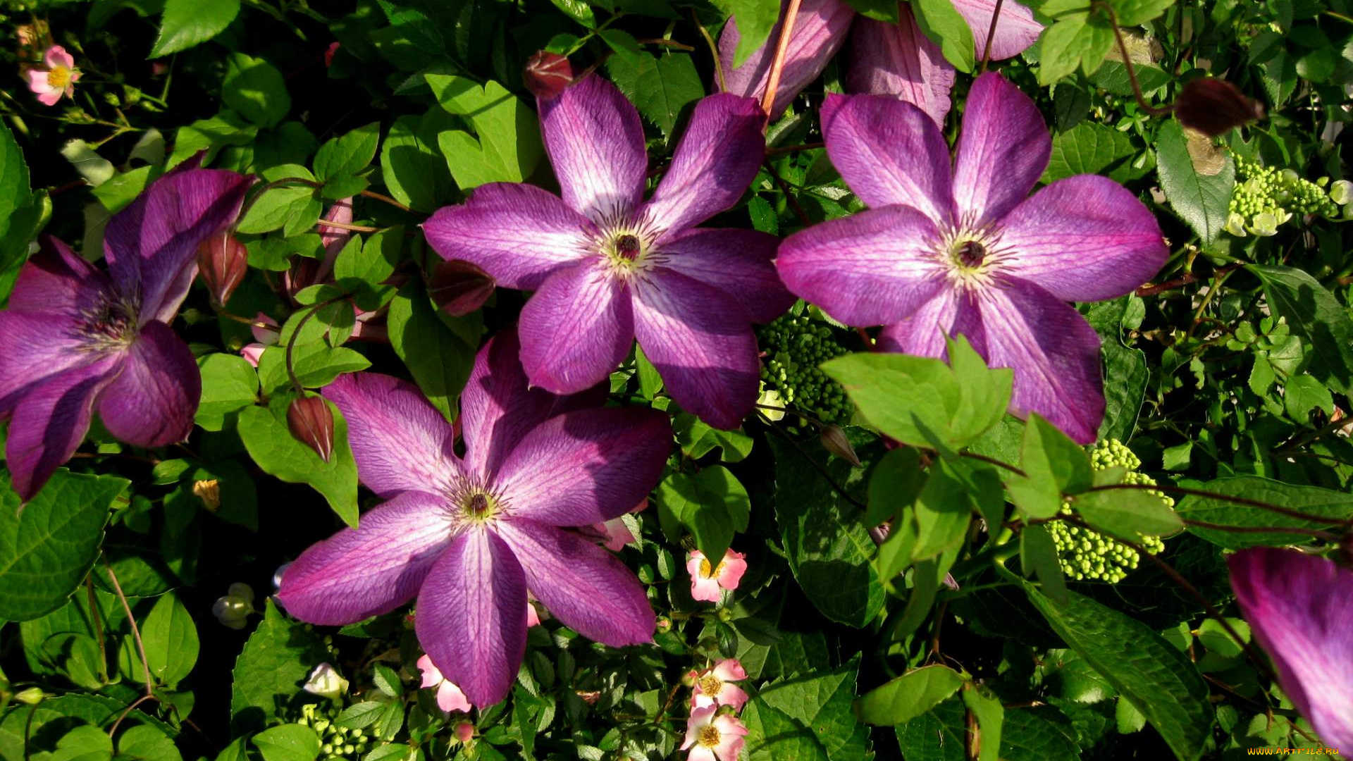 цветы, клематис, , ломонос, лепестки