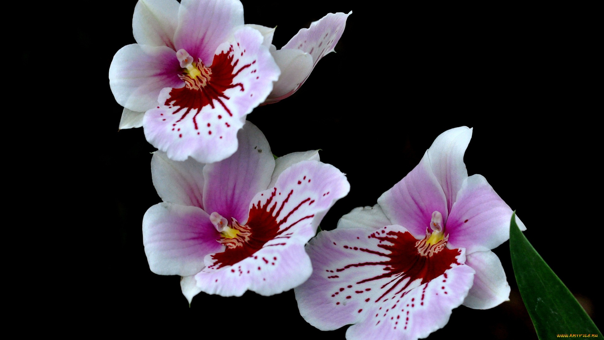 цветы, орхидеи, экзотика