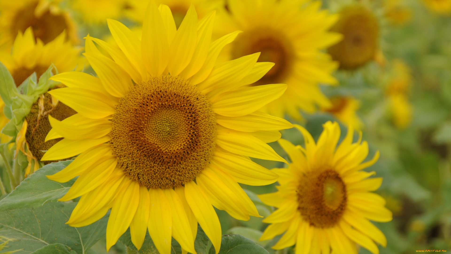 цветы, подсолнухи, желтый