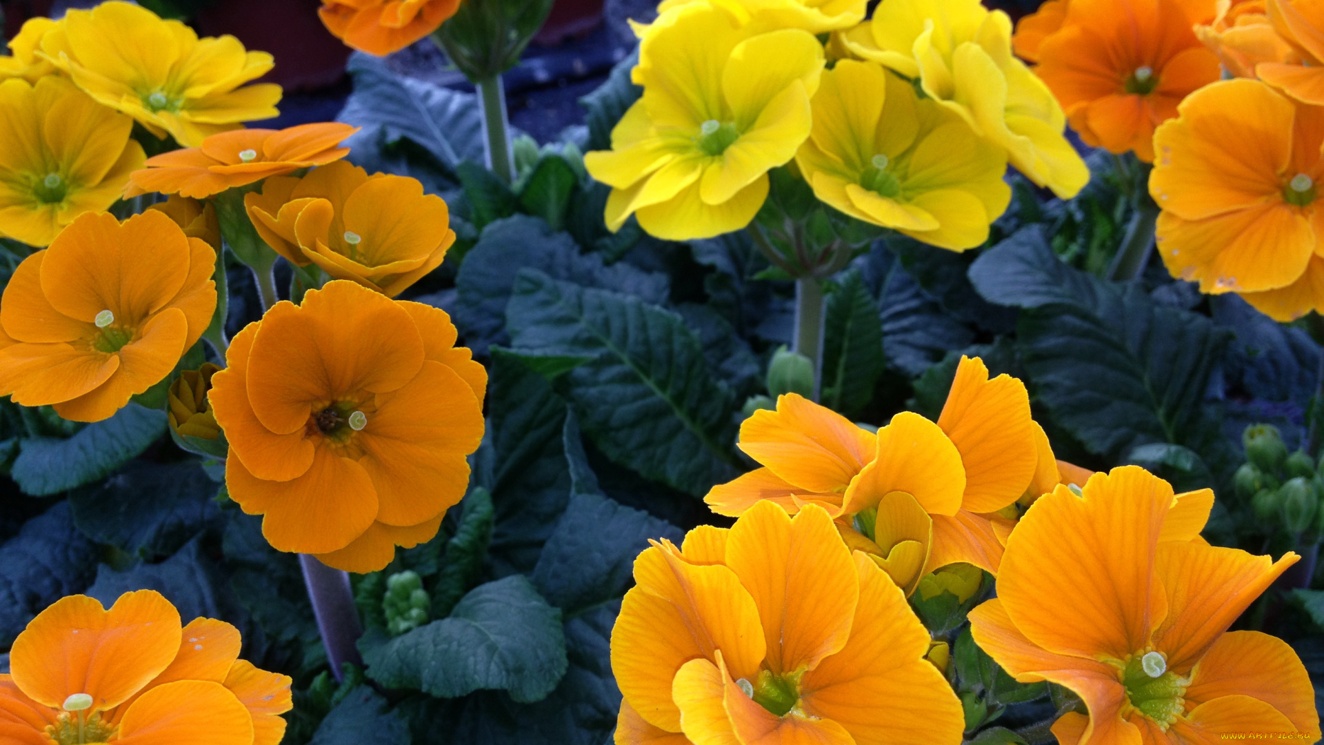 цветы, примулы, оранжевые, примула