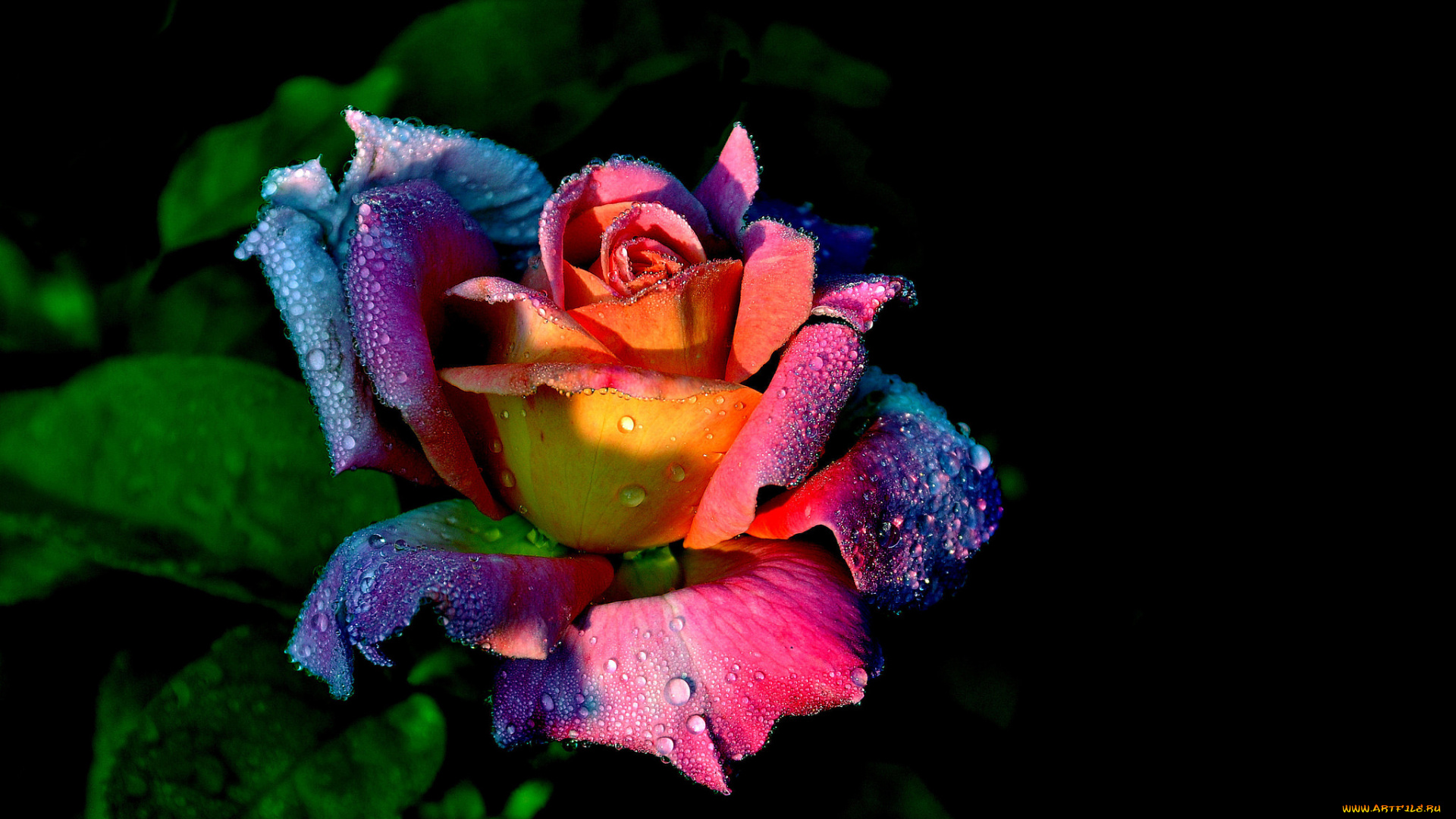 цветы, розы, макро