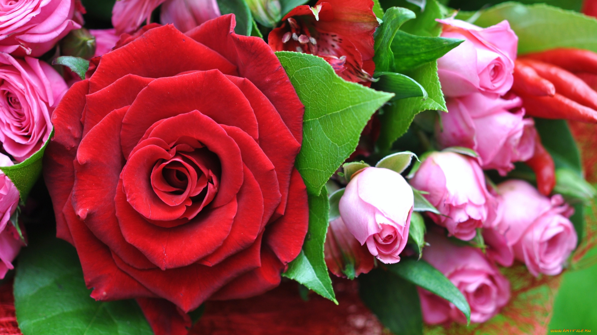 цветы, розы, макро