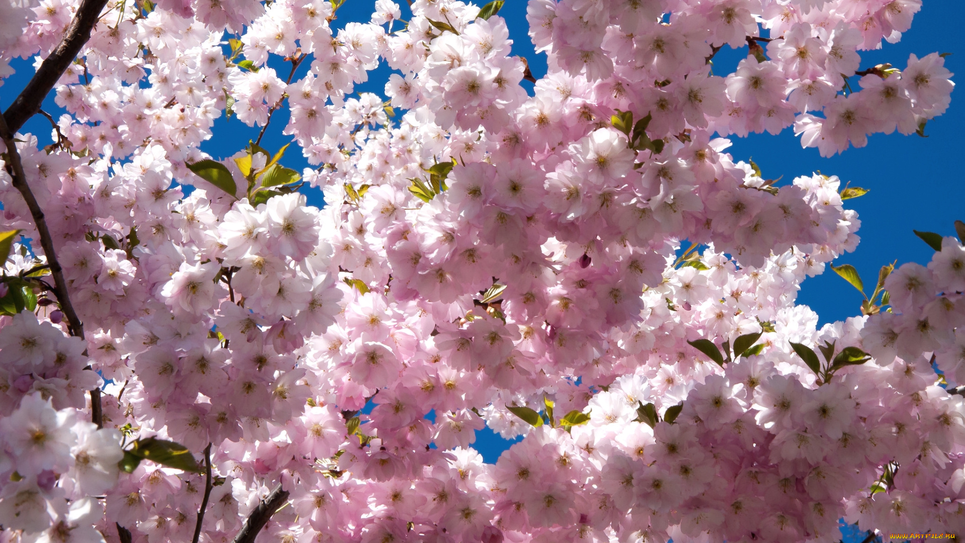 цветы, сакура, , вишня, розовый