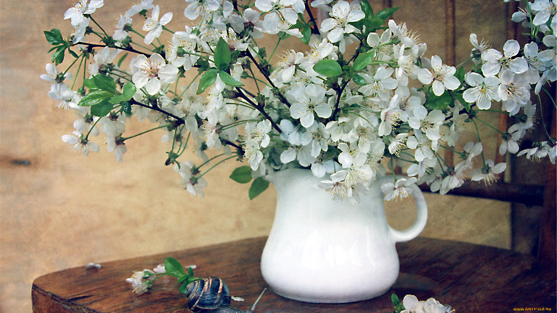 цветы, сакура, , вишня, вишня, улитка