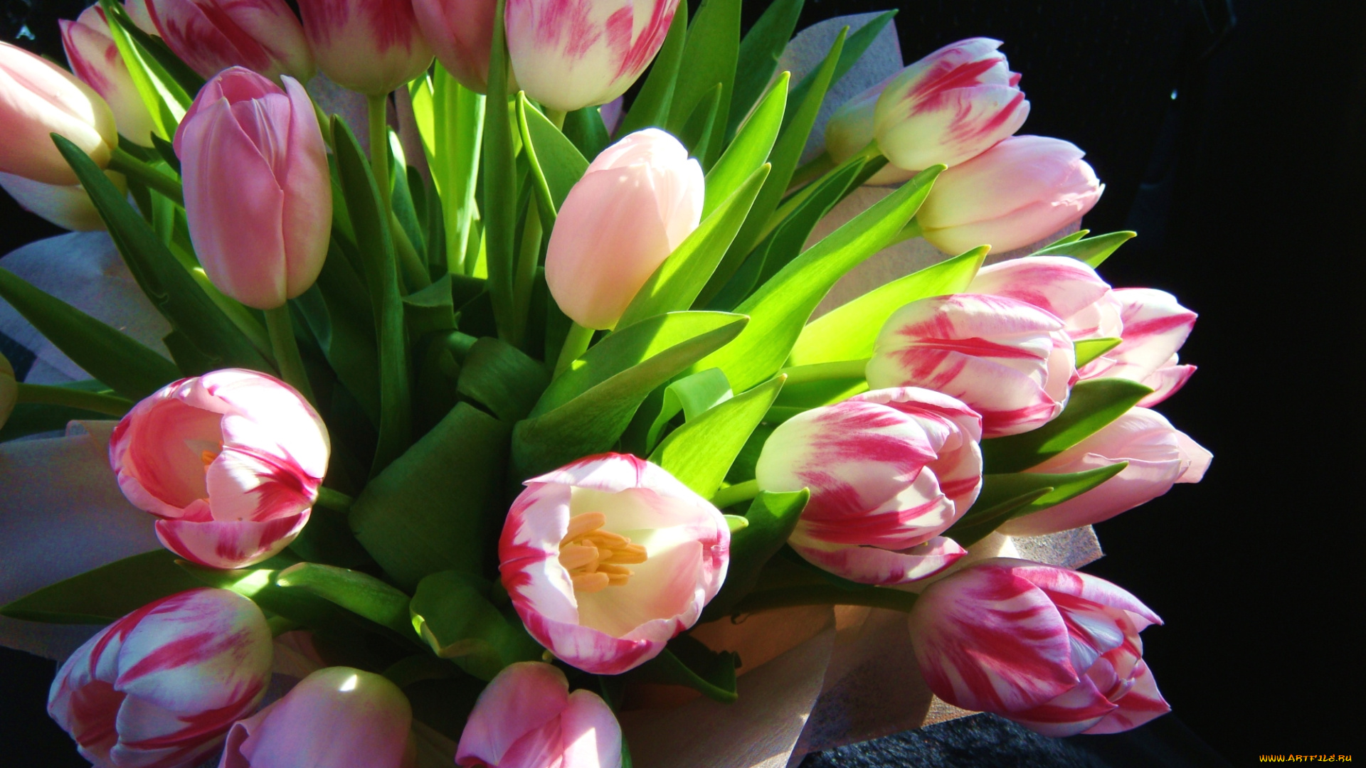 цветы, тюльпаны, розовый