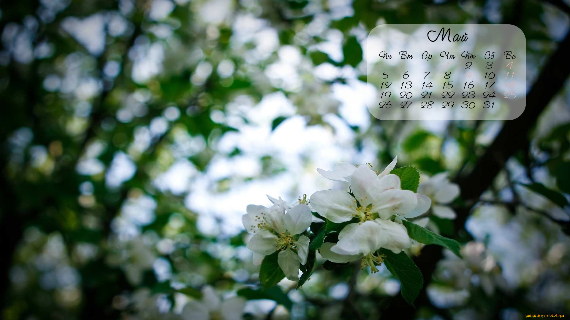 календари, цветы, весна