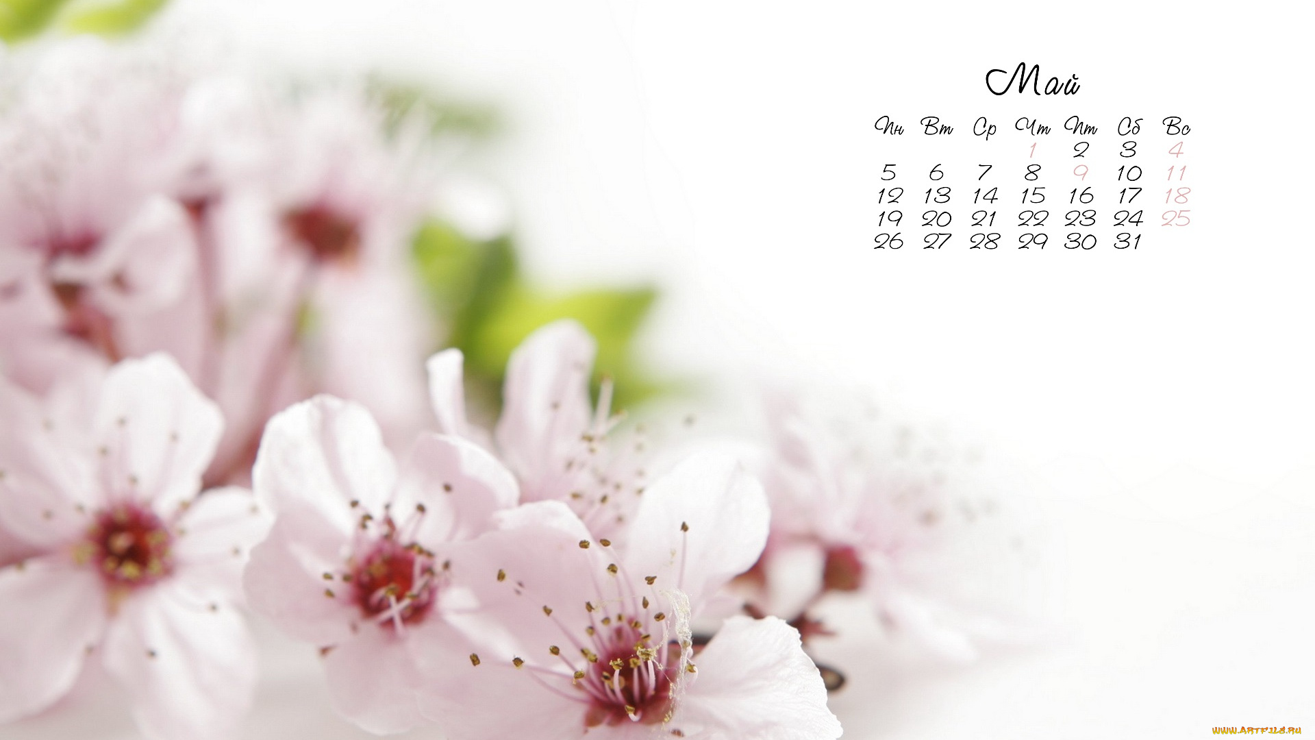 календари, цветы, весна