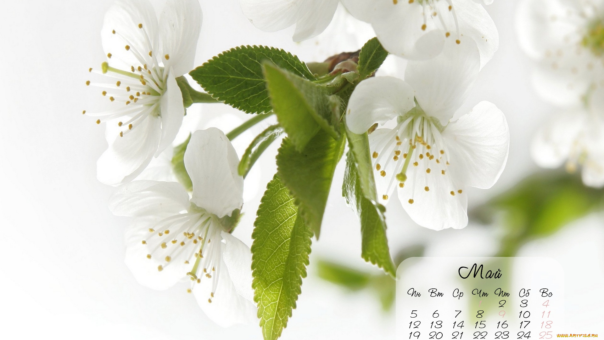 календари, цветы, весна
