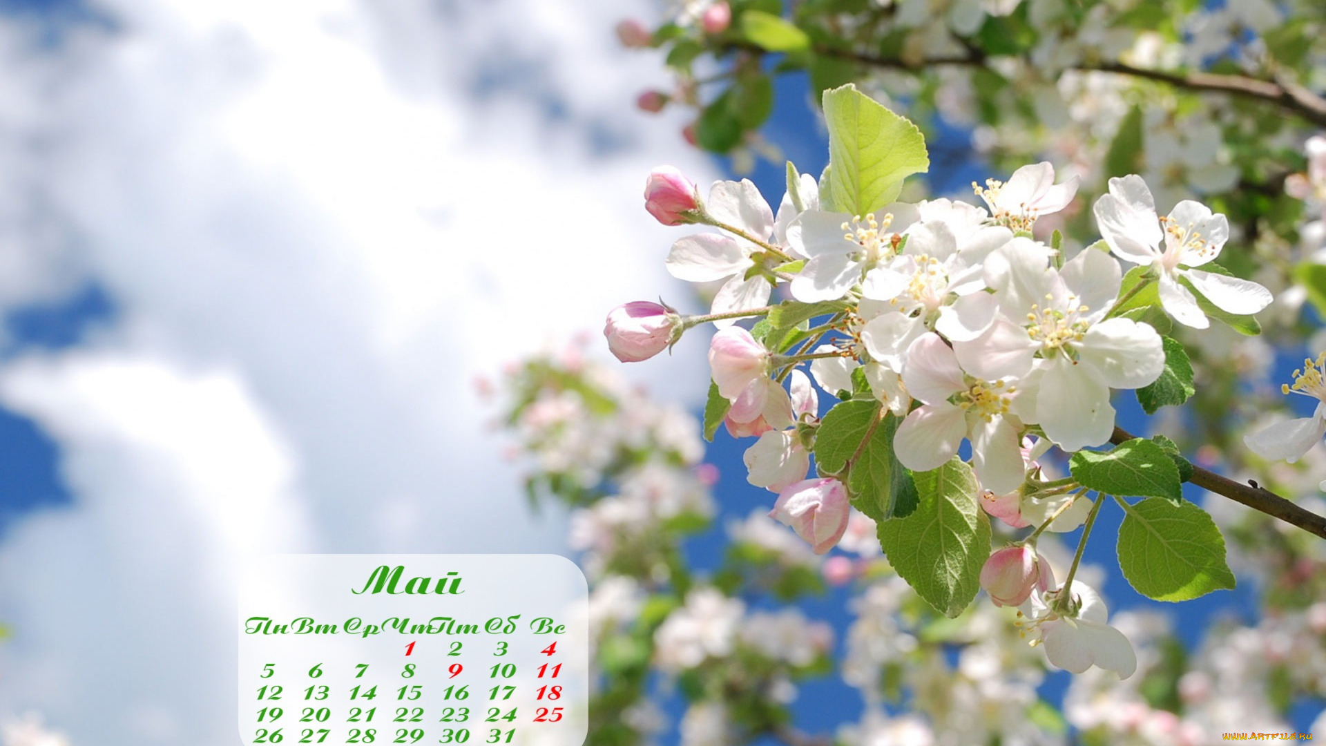 календари, цветы, весна