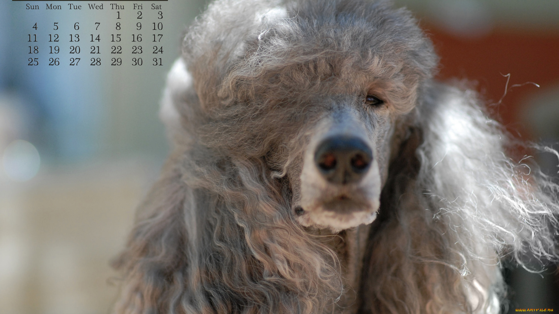 календари, животные, собака, пудель, май