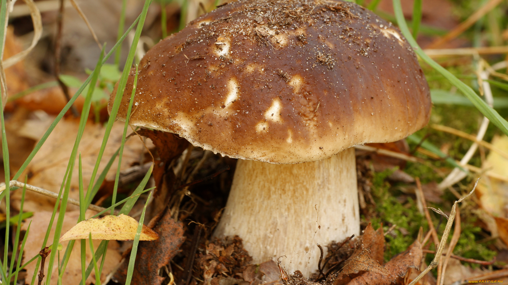 природа, грибы, крепыш