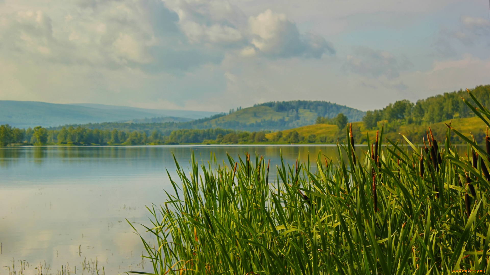 природа, реки, озера, камыш