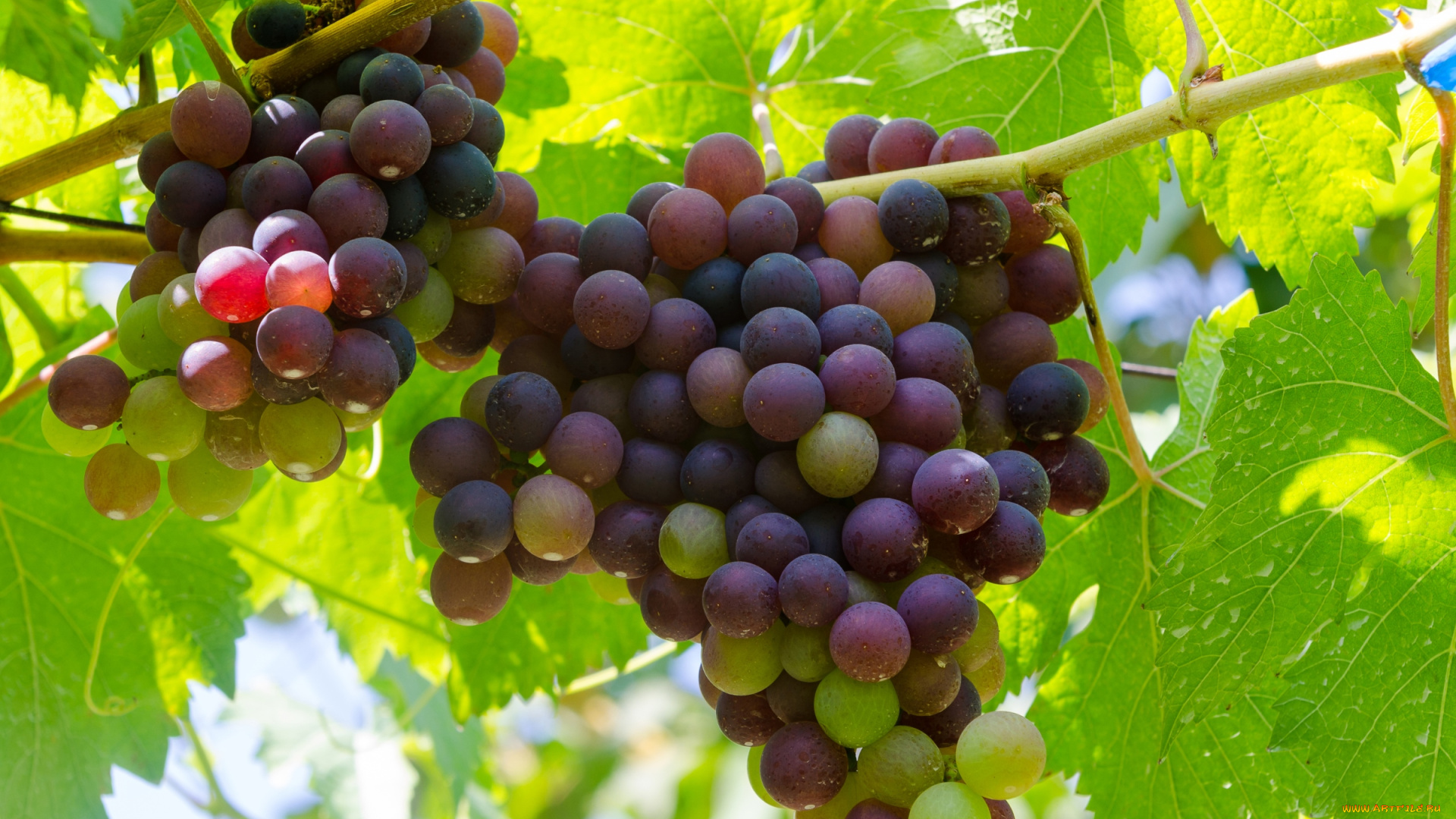 природа, Ягоды, , виноград, ягоды