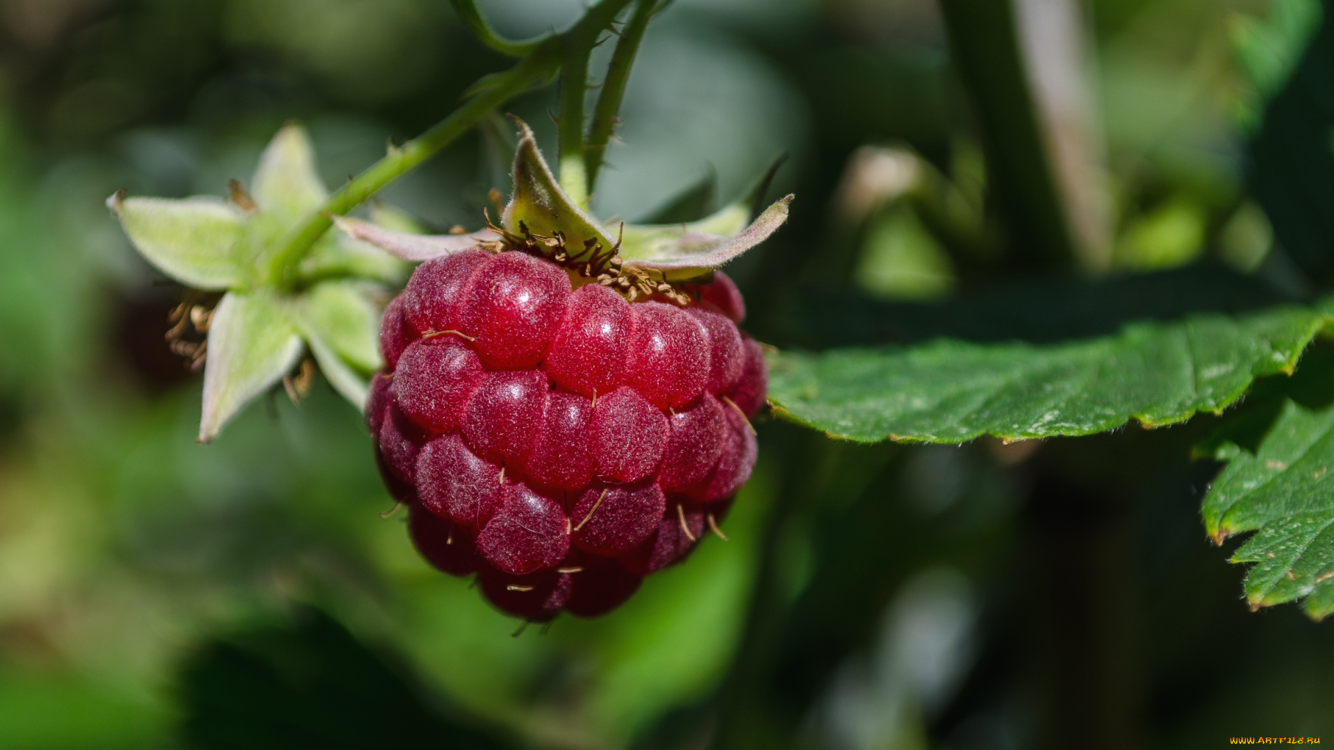 природа, Ягоды, малина