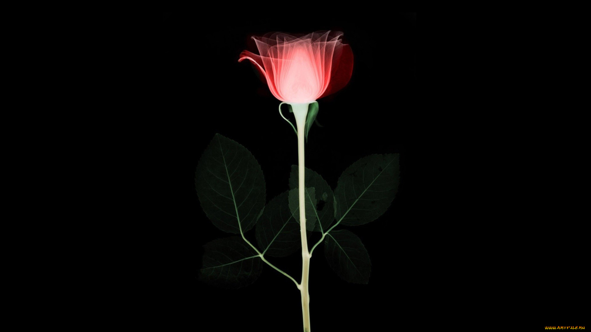 разное, кости, , рентген, стебель, рентген, силуэт, цветок, роза, листья