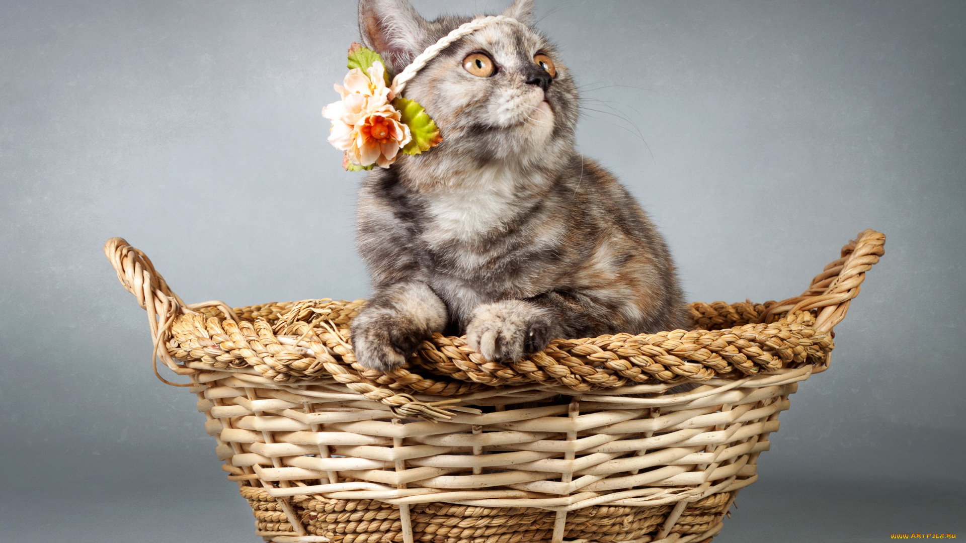 животные, коты, котенок, корзина, цветы