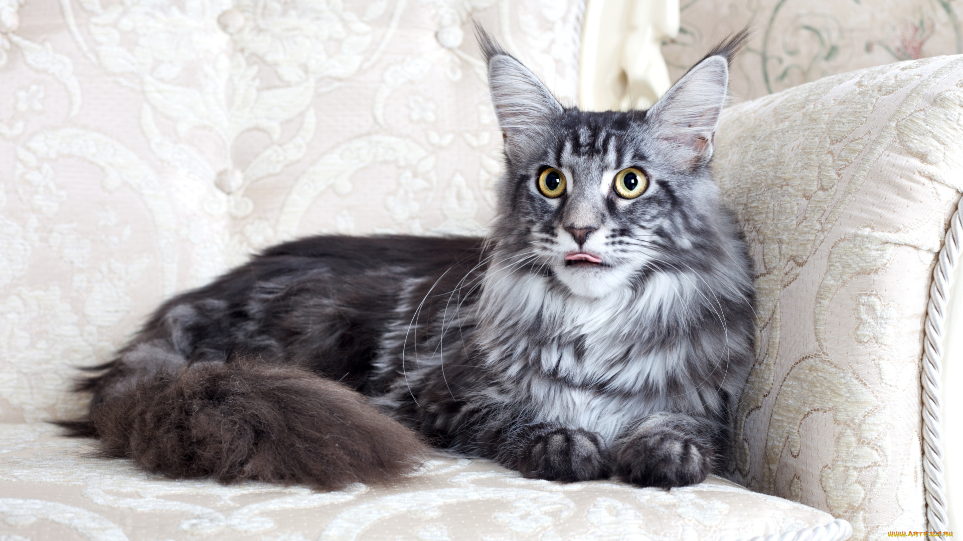 животные, коты, мейн-кун