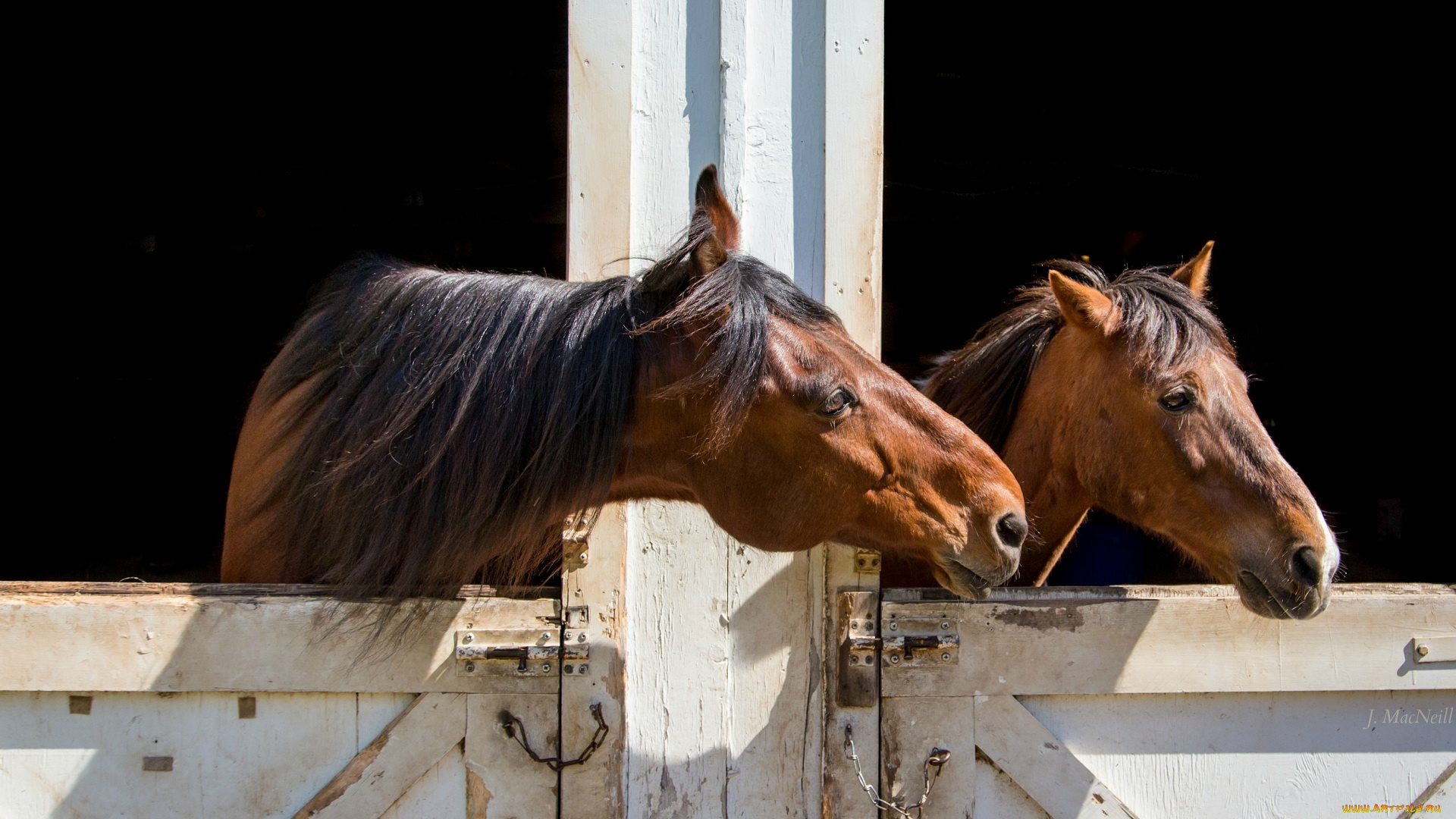 животные, лошади, стойла, парочка