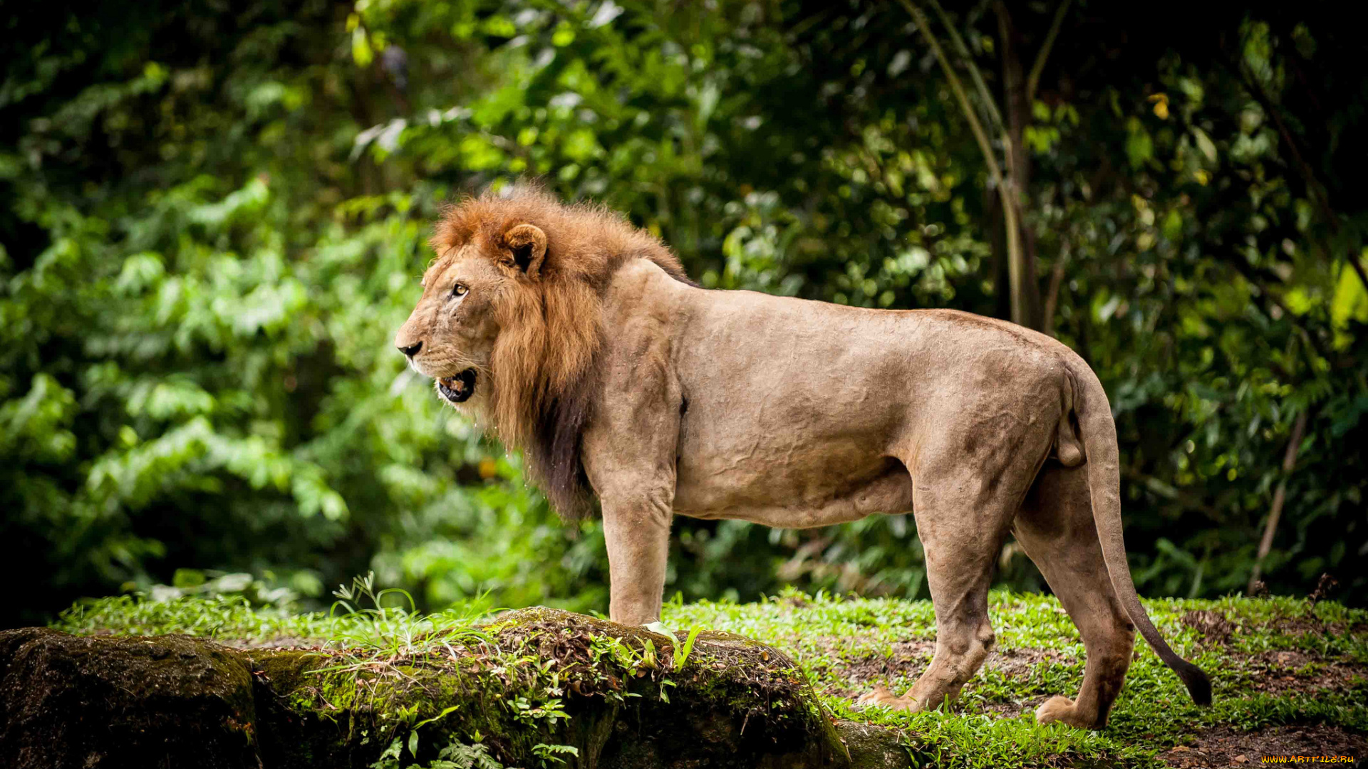 животные, львы, грива