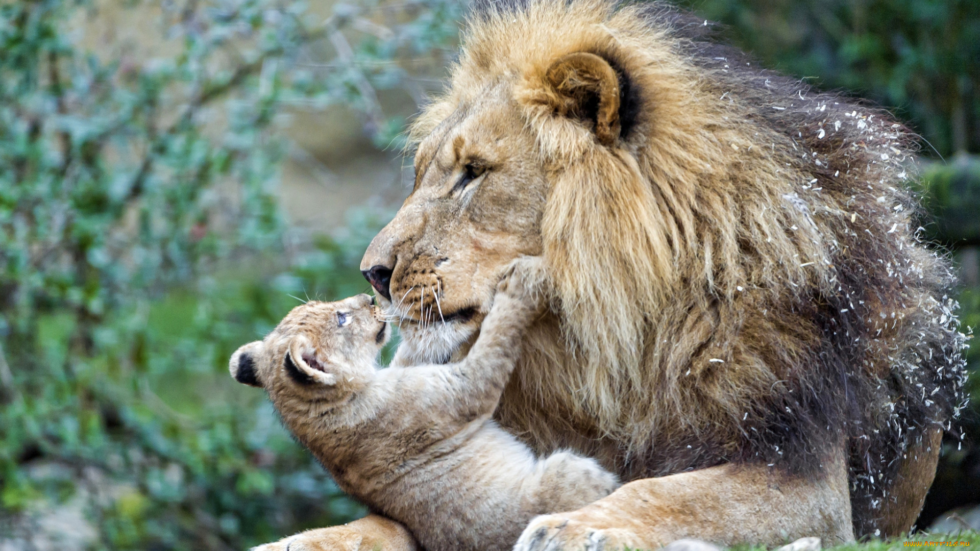 животные, львы, отец, сын