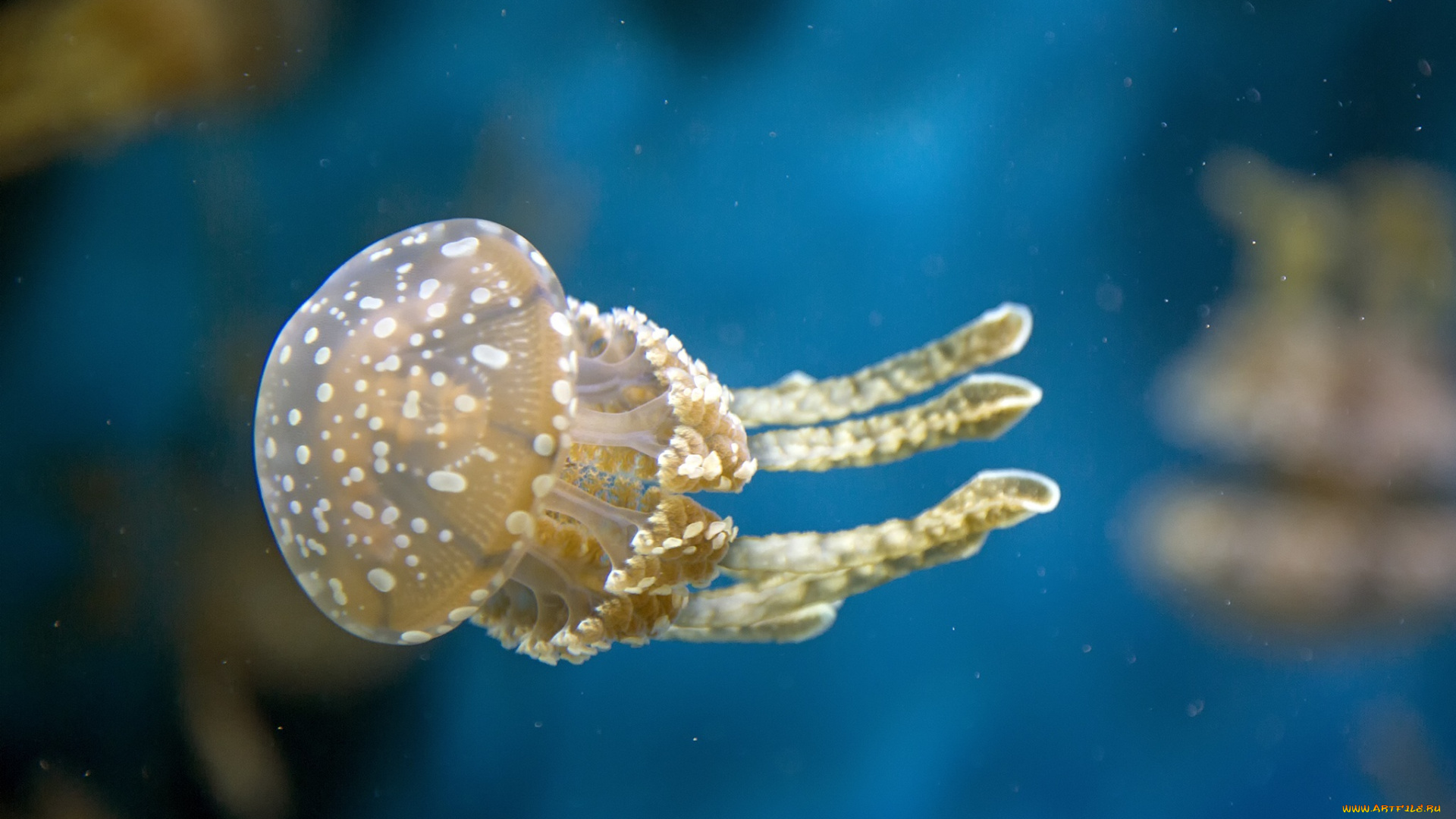 животные, медузы, макро, вода