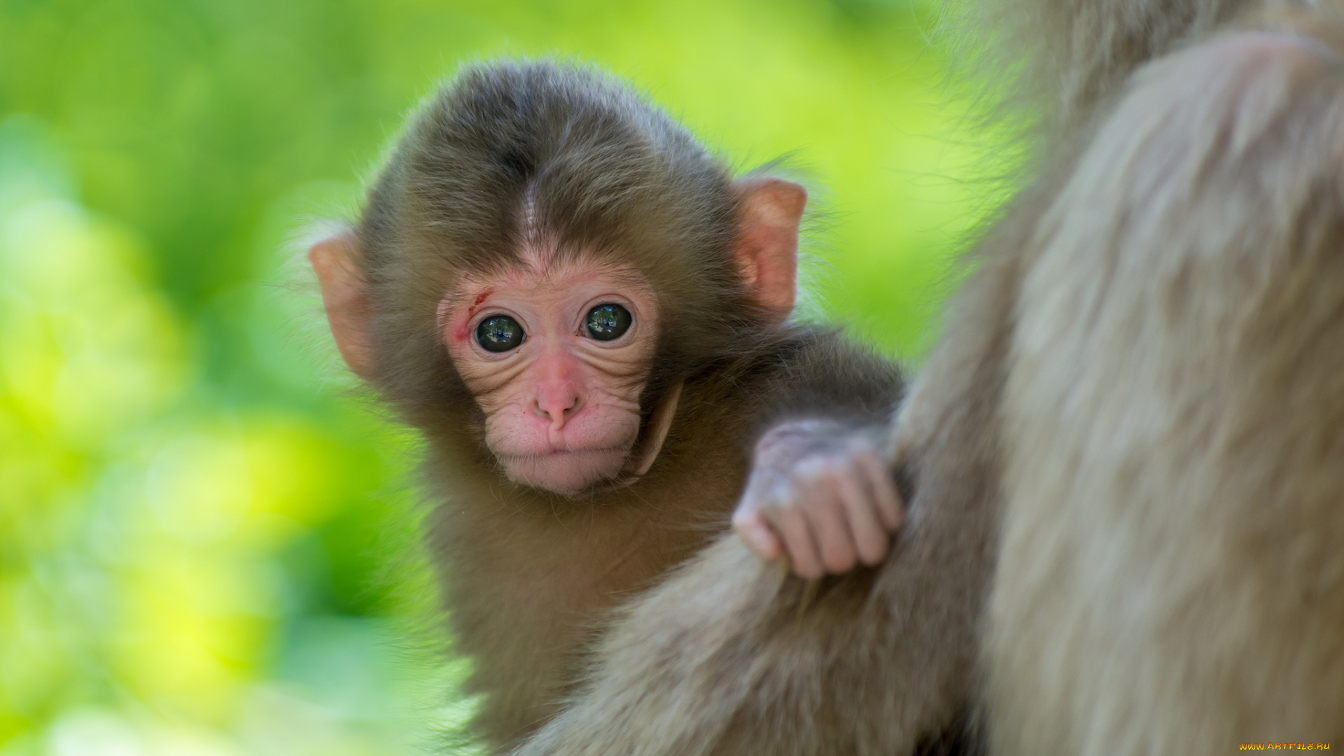 животные, обезьяны, фон, малыш, обезьянка