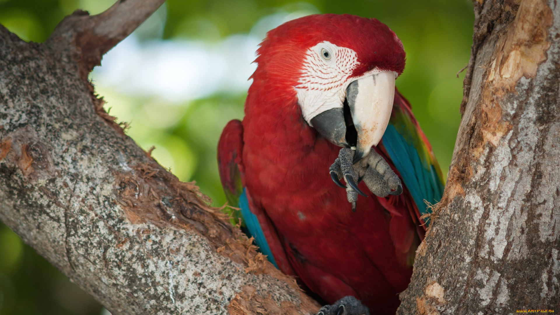 животные, попугаи, ара