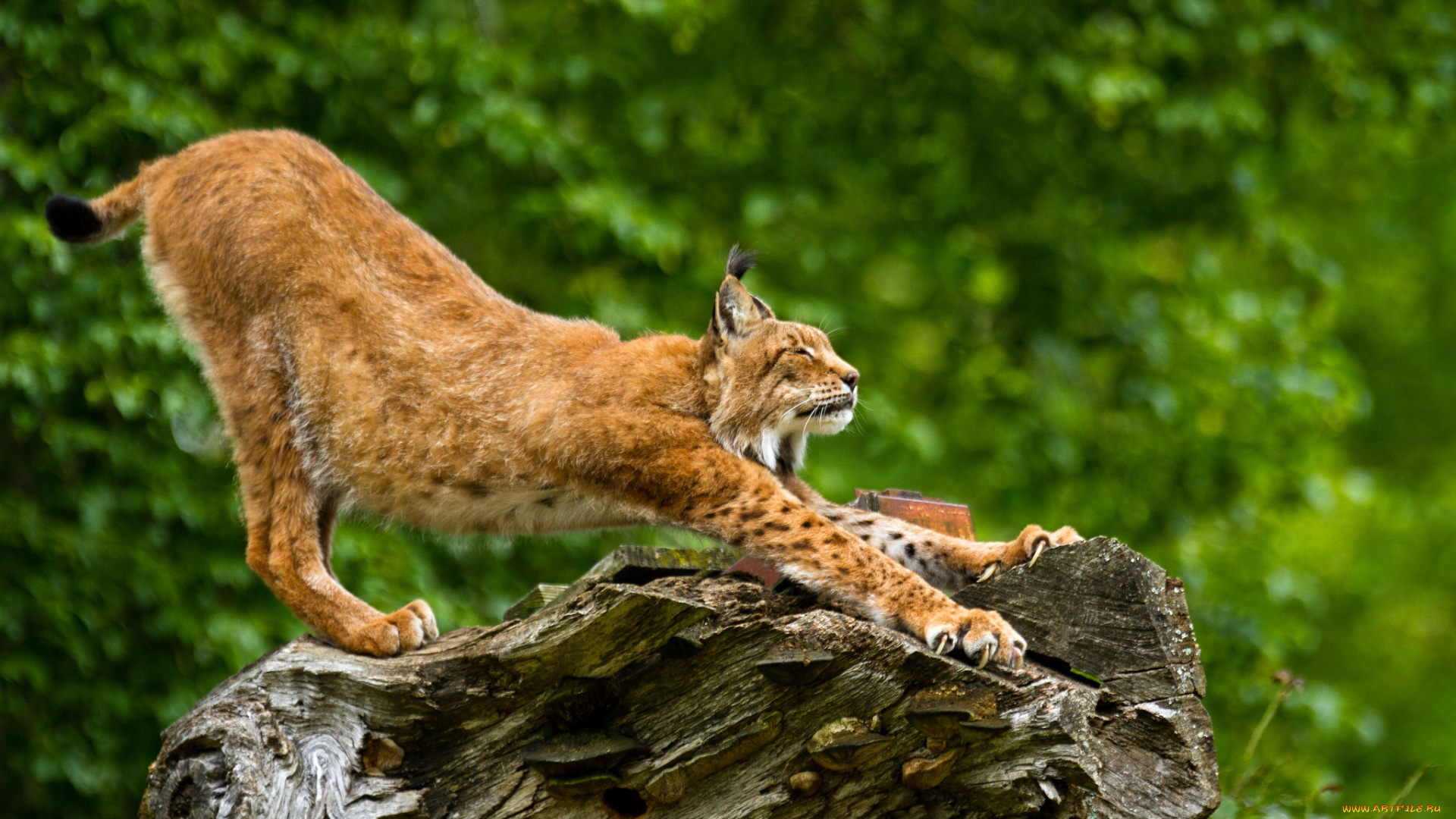животные, рыси, потягушки