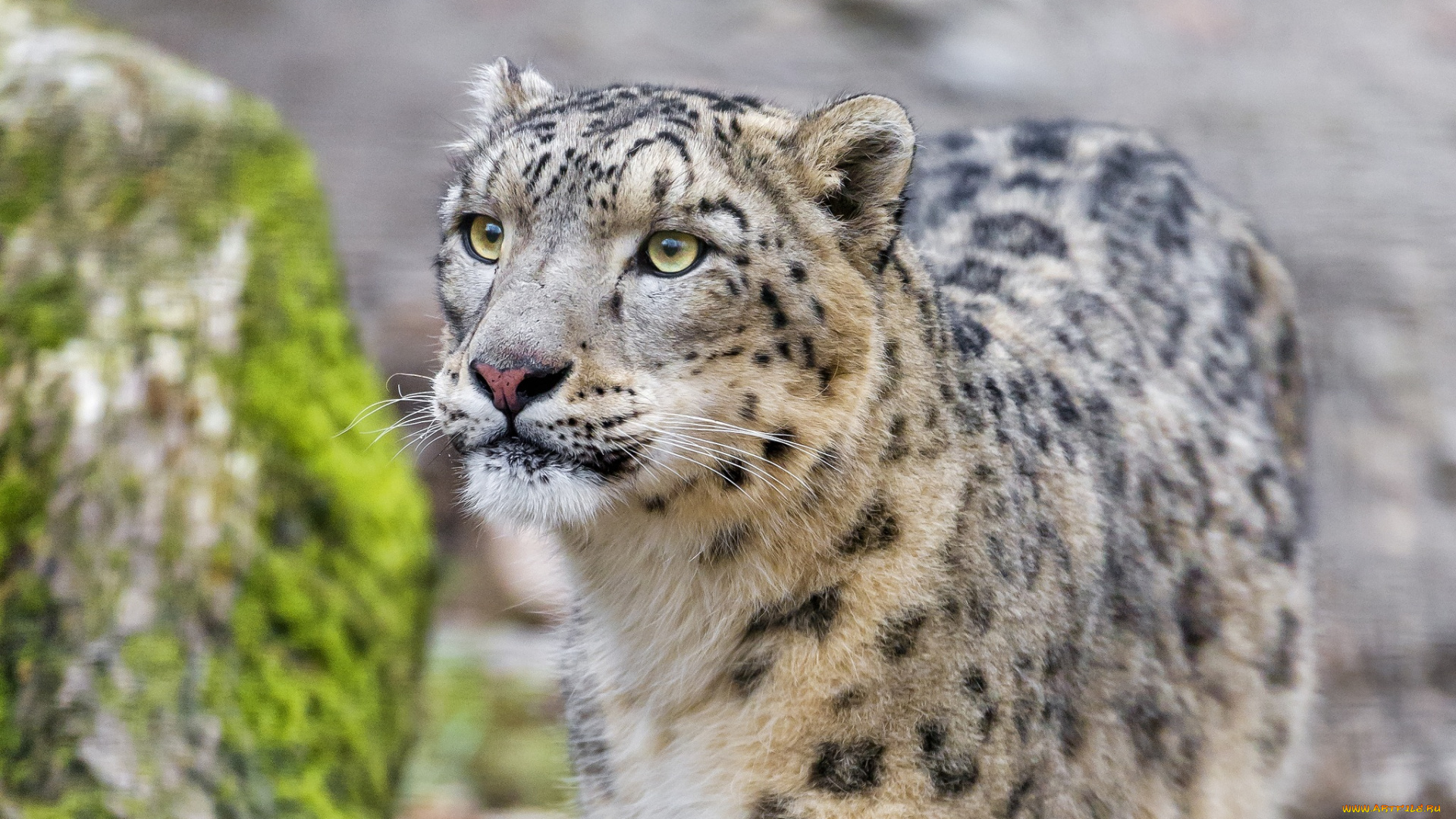 животные, снежный, барс, , ирбис, кошка, морда, внимание