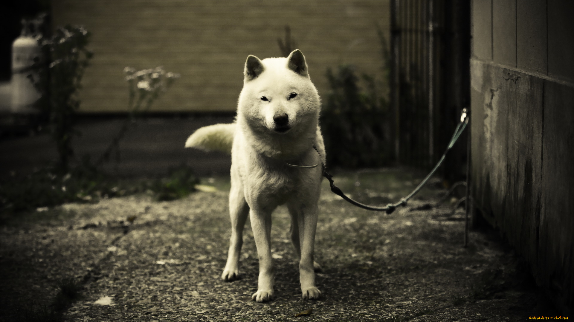 животные, собаки, страж