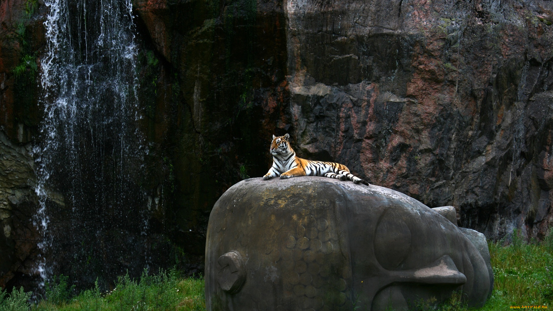 животные, тигры, кошка, отдых