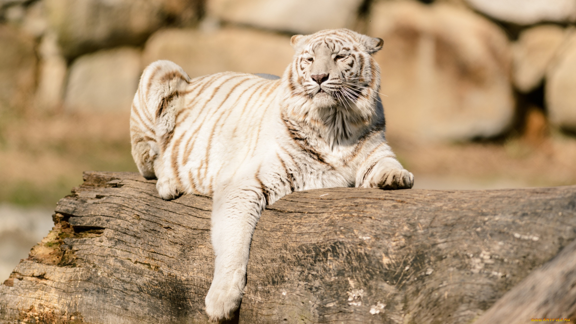животные, тигры, отдых, кошка, бревно