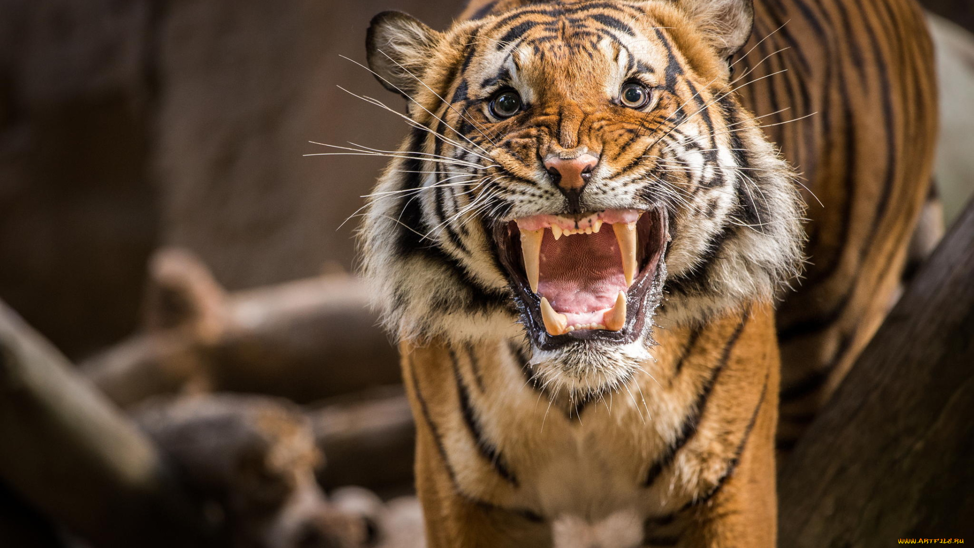 животные, тигры, рык, оскал, злой