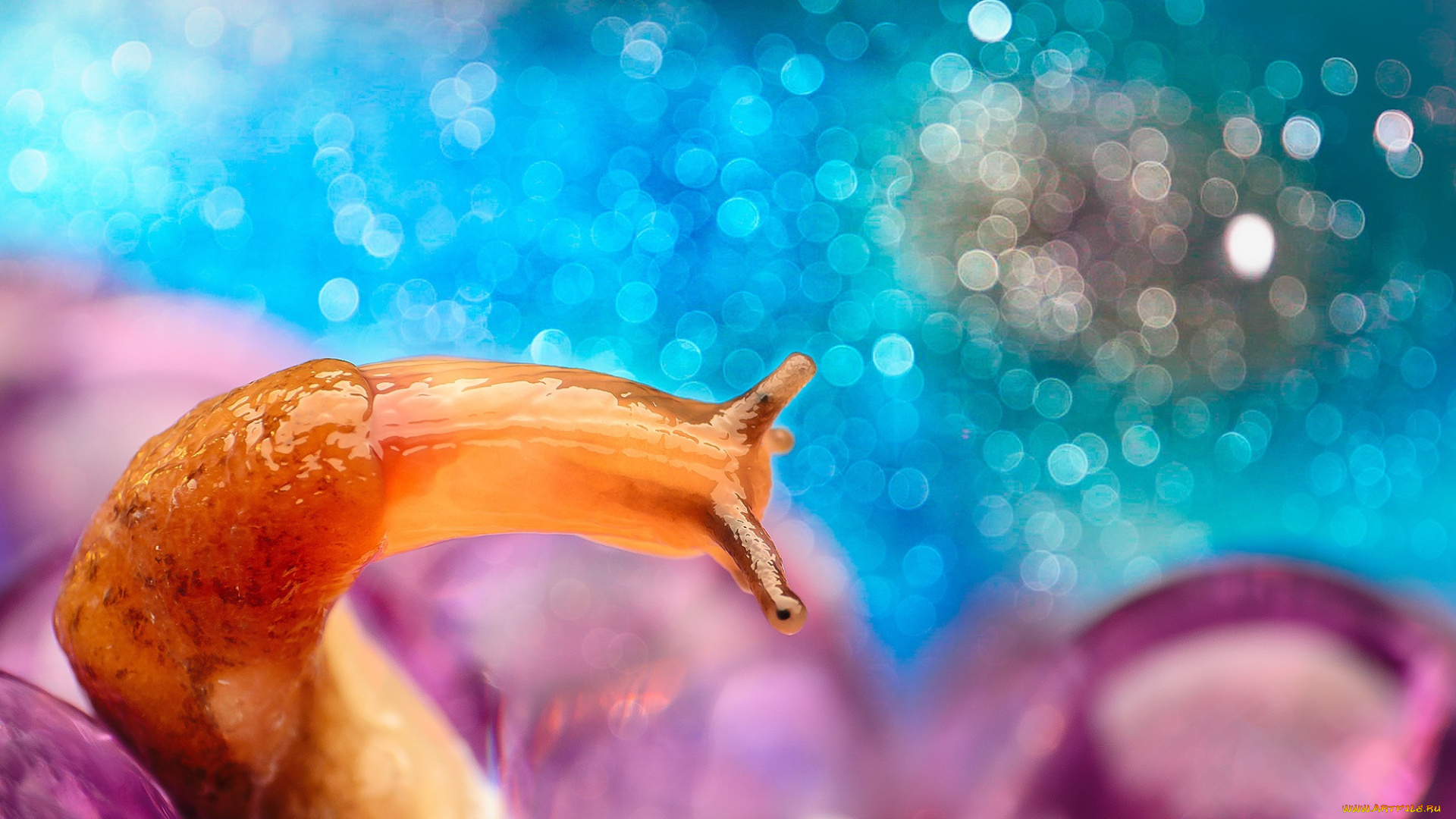 животные, улитки, рожки, макро, цвета