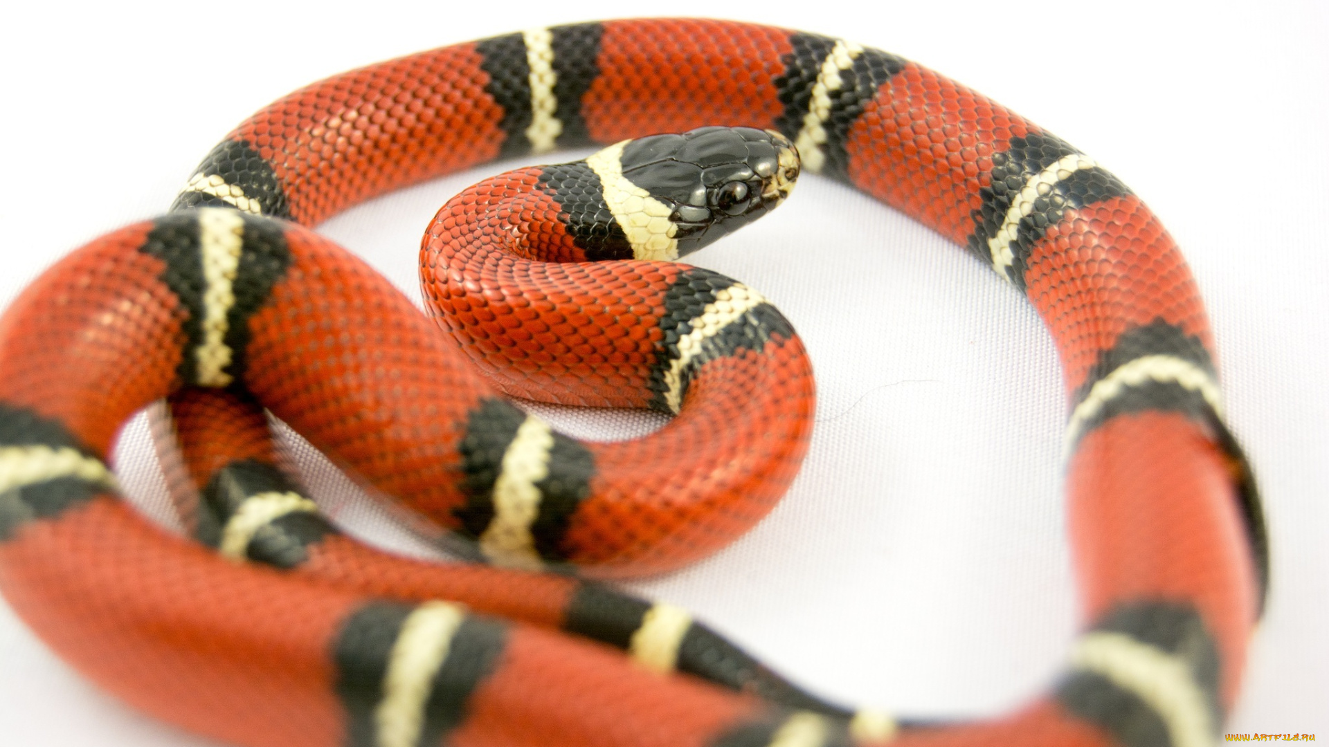 животные, змеи, , питоны, , кобры, яркая, змейка