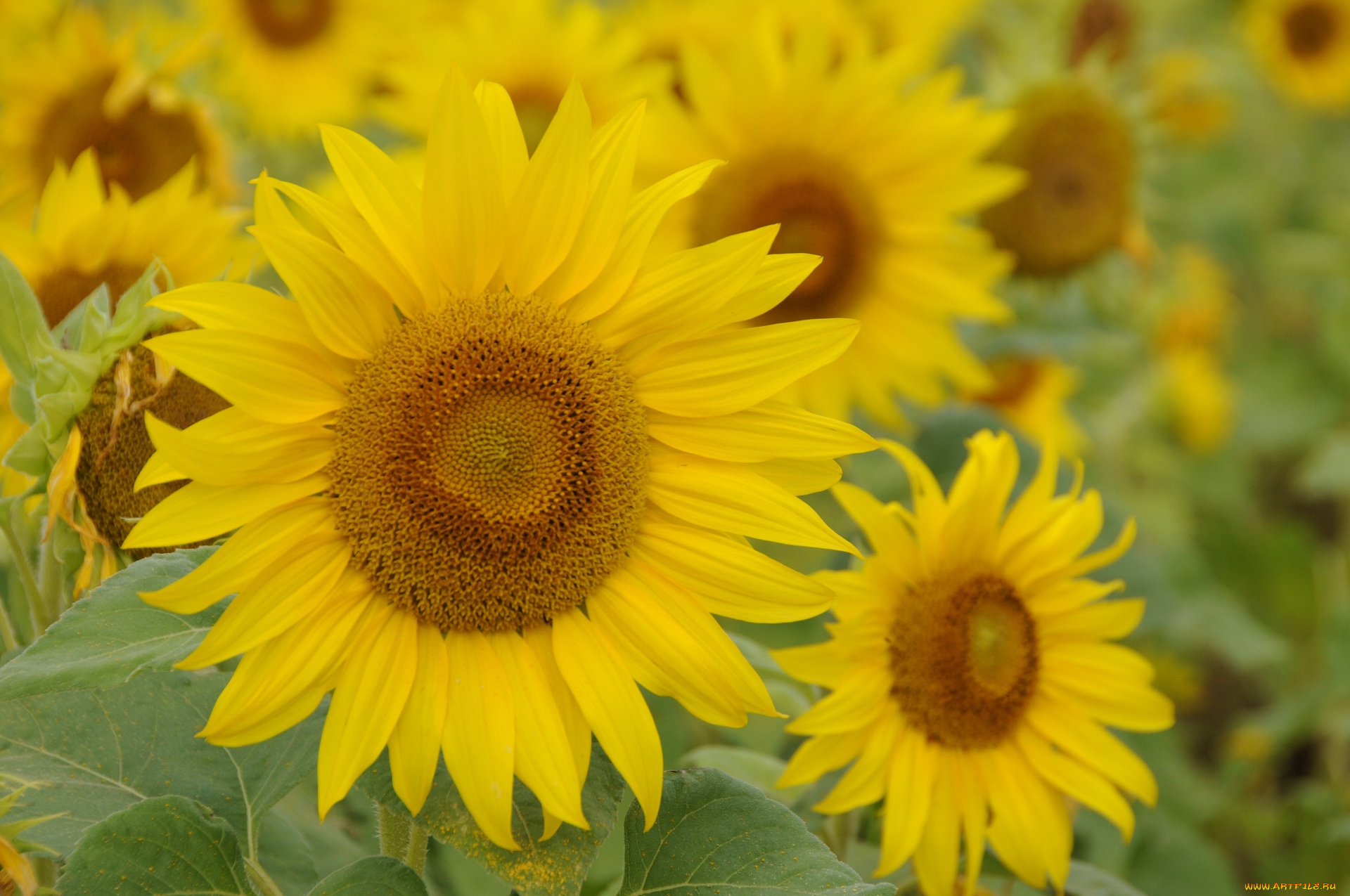 цветы, подсолнухи, желтый