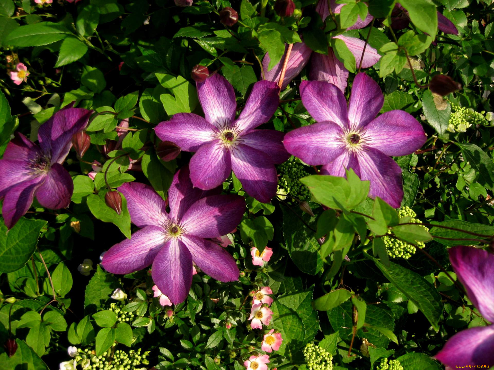 цветы, клематис, , ломонос, лепестки