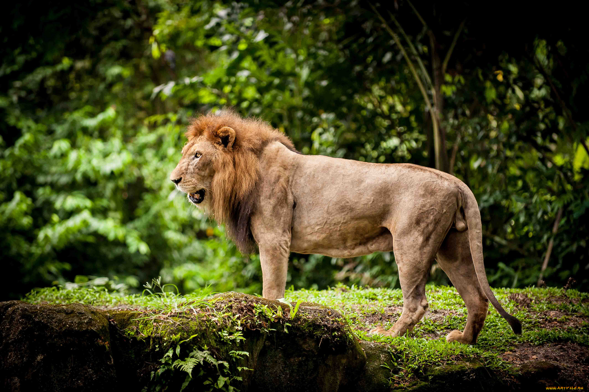животные, львы, грива