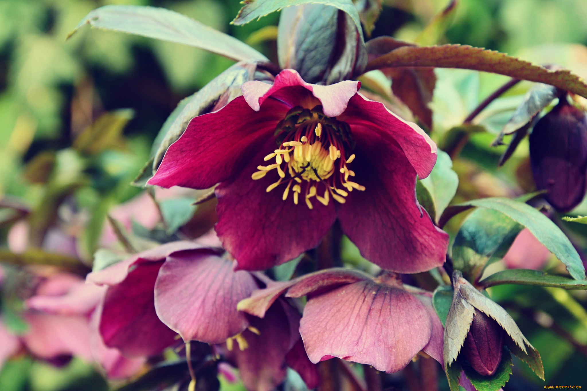 цветы, геллеборус, , морозник