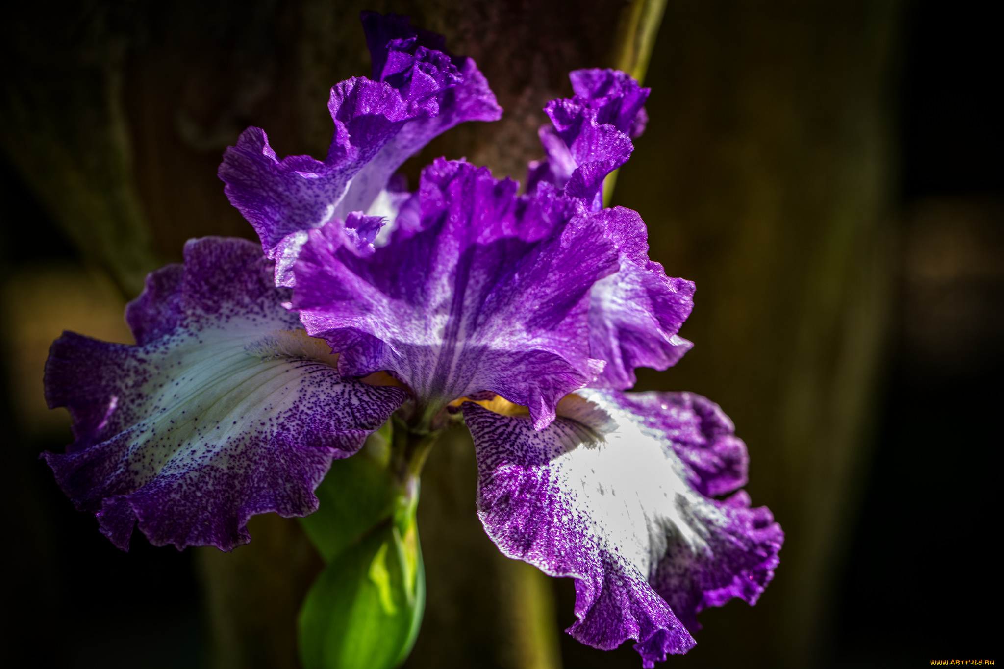 цветы, ирисы, макро