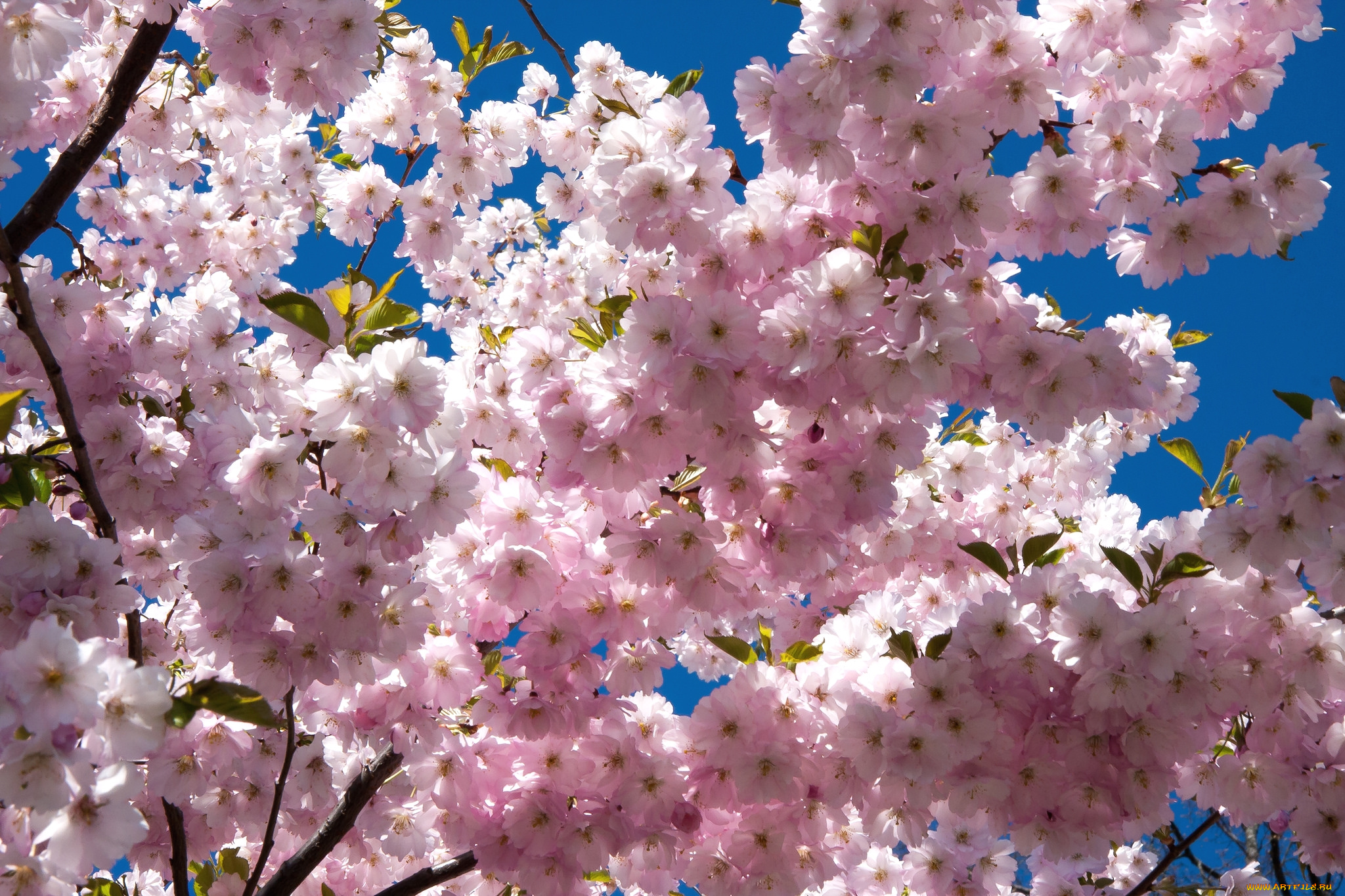 цветы, сакура, , вишня, розовый